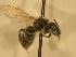  ( - JBWM0311663)  @13 [ ] Copyright (2008) Unspecified J.B. Wallis Museum of Entomology, University of Manitoba