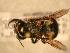  ( - JBWM0311722)  @12 [ ] Copyright (2008) Unspecified J.B. Wallis Museum of Entomology, University of Manitoba