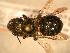  ( - JBWM0311779)  @12 [ ] Copyright (2008) Unspecified J.B. Wallis Museum of Entomology, University of Manitoba