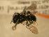  ( - JBWM0311822)  @11 [ ] Copyright (2008) Unspecified J.B. Wallis Museum of Entomology, University of Manitoba