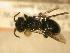  ( - JBWM0311824)  @13 [ ] Copyright (2008) Unspecified J.B. Wallis Museum of Entomology, University of Manitoba