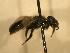  (Dufourea maura - JBWM0311827)  @14 [ ] Copyright (2008) Unspecified J.B. Wallis Museum of Entomology, University of Manitoba