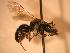  ( - JBWM0311934)  @14 [ ] Copyright (2008) Unspecified J.B. Wallis Museum of Entomology, University of Manitoba