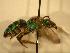  ( - JBWM0311997)  @14 [ ] Copyright (2008) Unspecified J.B. Wallis Museum of Entomology, University of Manitoba