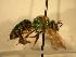  ( - JBWM0311999)  @14 [ ] Copyright (2008) Unspecified J.B. Wallis Museum of Entomology, University of Manitoba