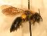  ( - JBWM0316137)  @12 [ ] Copyright (2008) Unspecified J.B. Wallis Museum of Entomology, University of Manitoba
