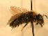 (Andrena regularis - JBWM0316138)  @14 [ ] Copyright (2008) Unspecified J.B. Wallis Museum of Entomology, University of Manitoba
