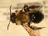  ( - JBWM0316139)  @11 [ ] Copyright (2008) Unspecified J.B. Wallis Museum of Entomology, University of Manitoba
