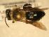  ( - JBWM0316140)  @13 [ ] Copyright (2008) Unspecified J.B. Wallis Museum of Entomology, University of Manitoba