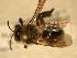  ( - JBWM0316141)  @13 [ ] Copyright (2008) Unspecified J.B. Wallis Museum of Entomology, University of Manitoba