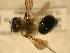  ( - JBWM0316142)  @13 [ ] Copyright (2008) Unspecified J.B. Wallis Museum of Entomology, University of Manitoba