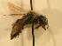  ( - JBWM0316145)  @13 [ ] Copyright (2008) Unspecified J.B. Wallis Museum of Entomology, University of Manitoba