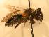  ( - JBWM0316146)  @14 [ ] Copyright (2008) Unspecified J.B. Wallis Museum of Entomology, University of Manitoba