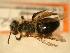  ( - JBWM0316149)  @13 [ ] Copyright (2008) Unspecified J.B. Wallis Museum of Entomology, University of Manitoba