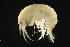  (Gammarus setosus - CHU06-MAL-102)  @15 [ ] CC-0 (2010) Unspecified Unspecified