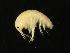  ( - CHU06-MAL-114)  @11 [ ] CC-0 (2010) Unspecified Unspecified