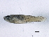  ( - BIOUG03283-D01)  @11 [ ] CreativeCommons - Attribution (2012) CBG Photography Group Centre for Biodiversity Genomics