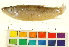  ( - OL-0733)  @13 [ ] CreativeCommons - Attribution (2012) CBG Photography Group Centre for Biodiversity Genomics