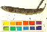  ( - OL-0736)  @11 [ ] CreativeCommons - Attribution (2012) CBG Photography Group Centre for Biodiversity Genomics