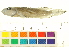  (Lamprologus - OL-0739)  @14 [ ] CreativeCommons - Attribution (2012) CBG Photography Group Centre for Biodiversity Genomics