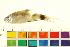  ( - OL-0680)  @13 [ ] CreativeCommons - Attribution (2012) CBG Photography Group Centre for Biodiversity Genomics