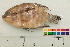  ( - OL-0271)  @11 [ ] CreativeCommons - Attribution (2010) Unspecified Centre for Biodiversity Genomics