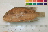  (Australoheros charrua - OL-0505)  @13 [ ] CreativeCommons - Attribution (2010) Unspecified Centre for Biodiversity Genomics