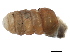  (Columella - CCDB-15498-E08)  @14 [ ] CreativeCommons - Attribution (2012) CBG Photography Group Centre for Biodiversity Genomics