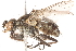  ( - 10PROBE-15113)  @14 [ ] CreativeCommons - Attribution (2015) CBG Photography Group Centre for Biodiversity Genomics