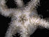  (Amphiura eugeniae - PS77_208-3.18)  @12 [ ] CreativeCommons - Attribution Non-Commercial Share-Alike (2011) Chester Sands British Antarctic Survey