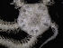 (Amphiura microplax - PS77_211-5.18)  @13 [ ] CreativeCommons - Attribution Non-Commercial Share-Alike (2011) Chester Sands British Antarctic Survey