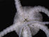  ( - PS77_265-2.64)  @13 [ ] CreativeCommons - Attribution Non-Commercial Share-Alike (2011) Chester Sands British Antarctic Survey