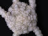  (Amphiura algida - PS77_284-1.13)  @13 [ ] CreativeCommons - Attribution Non-Commercial Share-Alike (2011) Chester Sands British Antarctic Survey