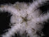  (Ophiocten megaloplax - PS77_286-1.8)  @13 [ ] CreativeCommons - Attribution Non-Commercial Share-Alike (2011) Chester Sands British Antarctic Survey