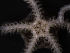  (Amphiura aff. deficiens - PS77_308-1.21)  @11 [ ] CreativeCommons - Attribution Non-Commercial Share-Alike (2011) Chester Sands British Antarctic Survey