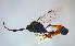  (Hyposoter validus - NK1498)  @11 [ ] Copyright (2022) Natalia Kirichenko, Anton Efremenko Sukachev Institute of Forest SB RAS