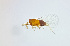  ( - NK1522)  @11 [ ] Copyright (2022) Natalia Kirichenko, Anton Efremenko Sukachev Institute of Forest SB RAS