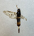  (Urocerus gigas taiganus - NK1536)  @11 [ ] Copyright (2024) Natalia Kirichenko, Anton Efremenko Sukachev Institute of Forest SB RAS