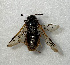  (Trichiosoma boreale - NK1553)  @11 [ ] Copyright (2041) Natalia Kirichenko, Anton Efremenko Sukachev Institute of Forest SB RAS