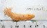  (Cucumaria cf. lubrica - BAM00024)  @14 [ ] CreativeCommons - Attribution (2010) Unspecified Centre for Biodiversity Genomics