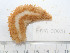  ( - BAM00031)  @11 [ ] CreativeCommons - Attribution (2010) Unspecified Centre for Biodiversity Genomics