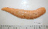  ( - BAM00032)  @11 [ ] CreativeCommons - Attribution (2010) Unspecified Centre for Biodiversity Genomics