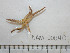  ( - BAM00040)  @13 [ ] CreativeCommons - Attribution (2010) Unspecified Centre for Biodiversity Genomics