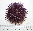  ( - BAM00062)  @12 [ ] CreativeCommons - Attribution (2010) Unspecified Centre for Biodiversity Genomics
