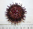  ( - BAM00062)  @13 [ ] CreativeCommons - Attribution (2010) Unspecified Centre for Biodiversity Genomics