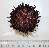  ( - BAM00063)  @13 [ ] CreativeCommons - Attribution (2010) Unspecified Centre for Biodiversity Genomics