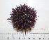  ( - BAM00064)  @12 [ ] CreativeCommons - Attribution (2010) Unspecified Centre for Biodiversity Genomics
