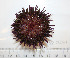  ( - BAM00064)  @13 [ ] CreativeCommons - Attribution (2010) Unspecified Centre for Biodiversity Genomics