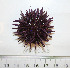  ( - BAM00065)  @13 [ ] CreativeCommons - Attribution (2010) Unspecified Centre for Biodiversity Genomics