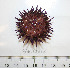  ( - BAM00065)  @13 [ ] CreativeCommons - Attribution (2010) Unspecified Centre for Biodiversity Genomics